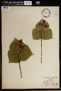 Trillium erectum image