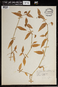 Commelina communis image