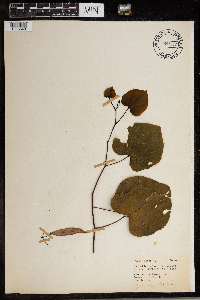 Cercis canadensis image