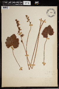 Heuchera richardsonii image