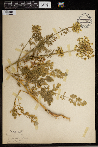 Daucus carota image