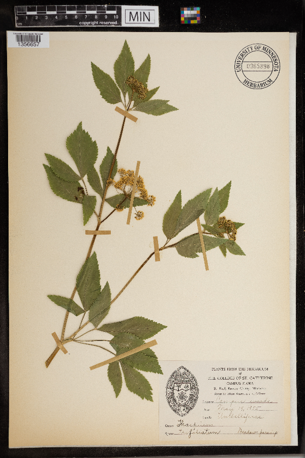 Thaspium trifoliatum image
