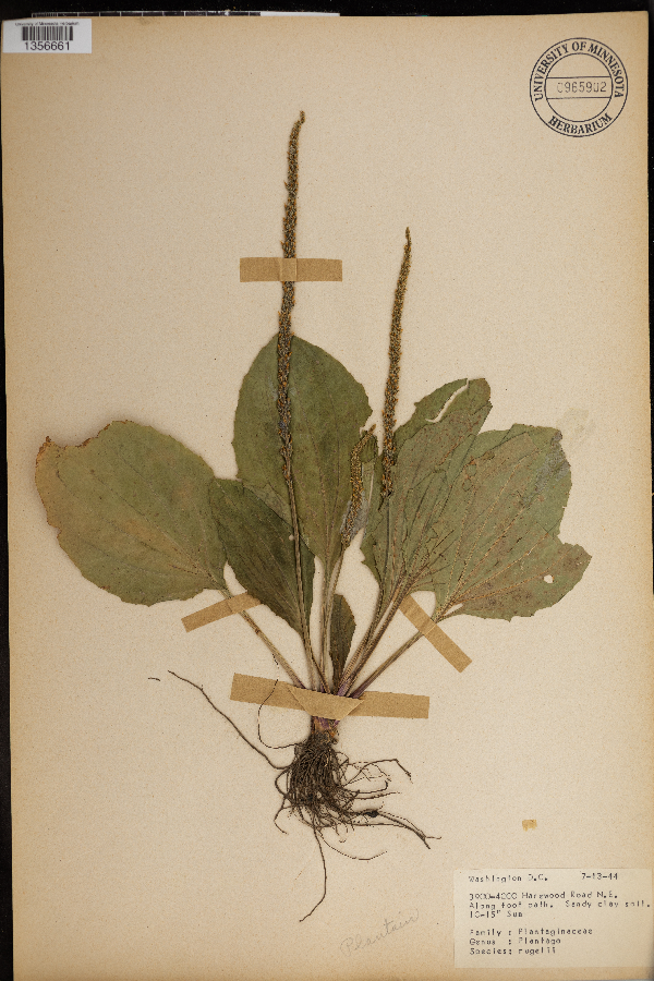 Plantago image