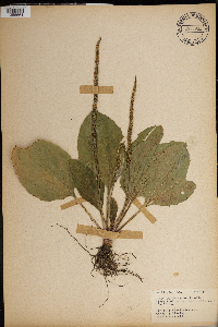 Plantago rugelii image