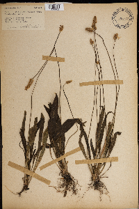 Plantago lanceolata image