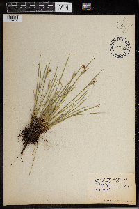 Sisyrinchium angustifolium image