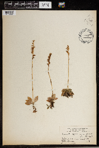 Media resource of Goodyera repens