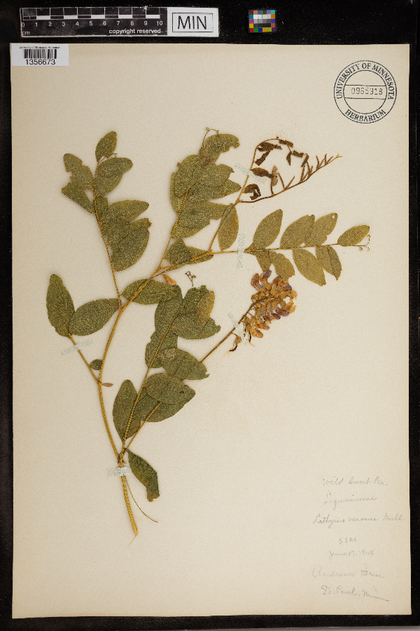 Lathyrus image