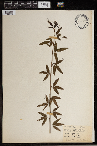Desmodium paniculatum image