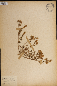 Trifolium arvense image