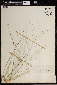 Eragrostis spectabilis image