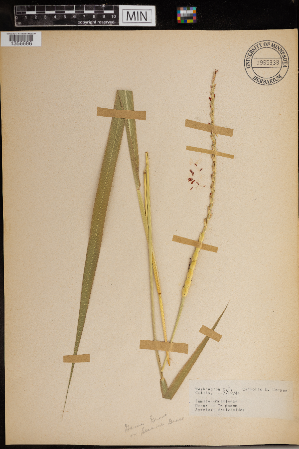 Tripsacum dactyloides image