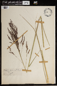 Tridens flavus image