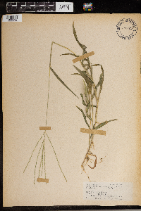 Digitaria sanguinalis image