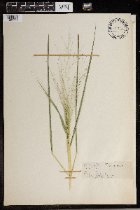 Eragrostis spectabilis image