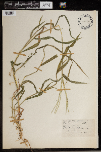 Digitaria sanguinalis image