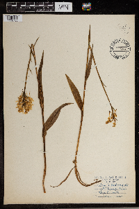Media resource of Platanthera integrilabia