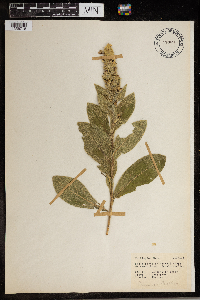 Verbascum thapsus image