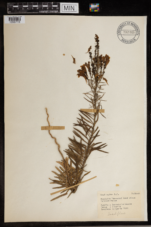 Linaria vulgaris image