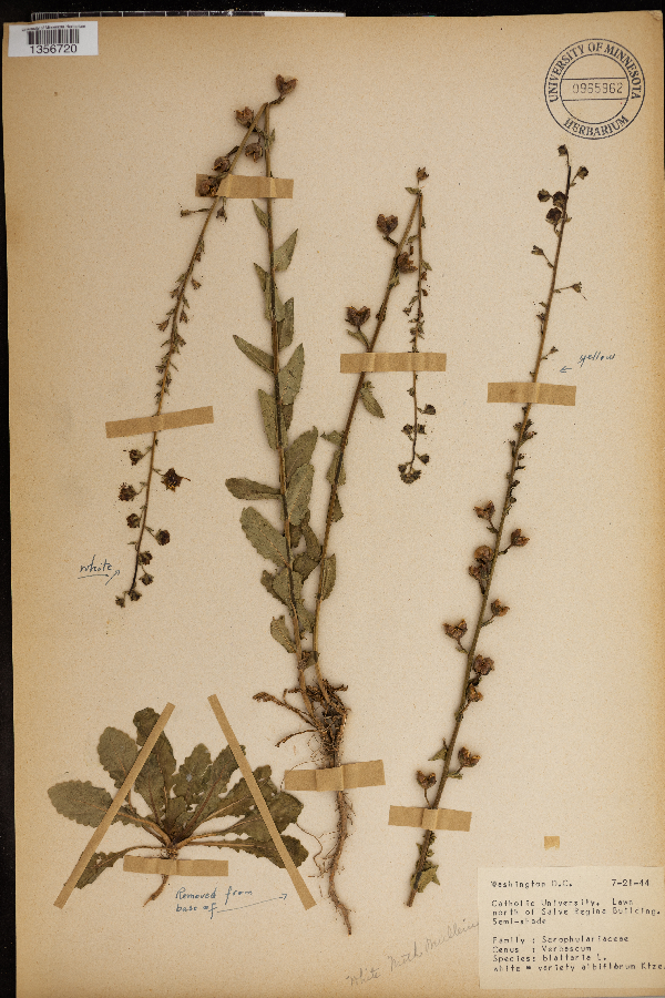 Verbascum blattaria image