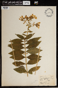 Phlox paniculata image