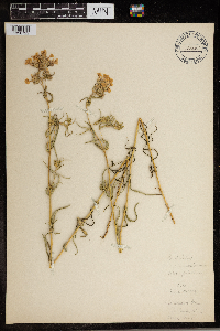 Phlox pilosa image