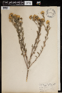 Heterotheca villosa image