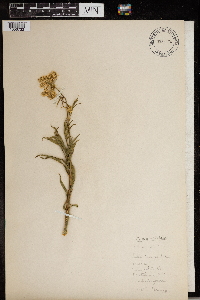 Cicuta maculata image
