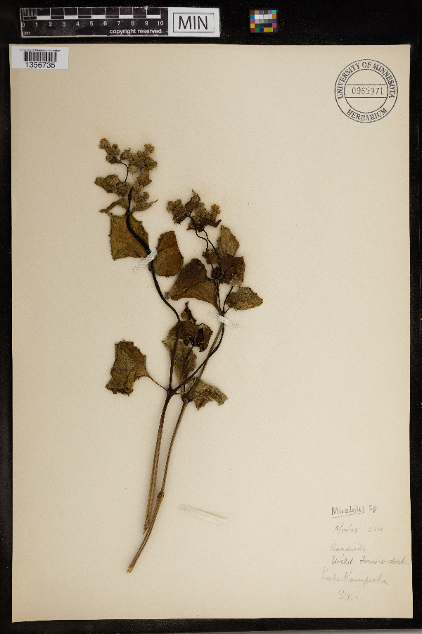 Nyctaginaceae image