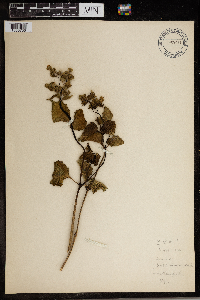 Image Associated With the Occurrence