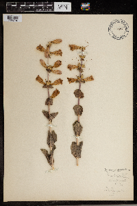 Penstemon grandiflorus image