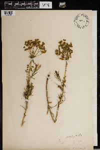 Euphorbia virgata image