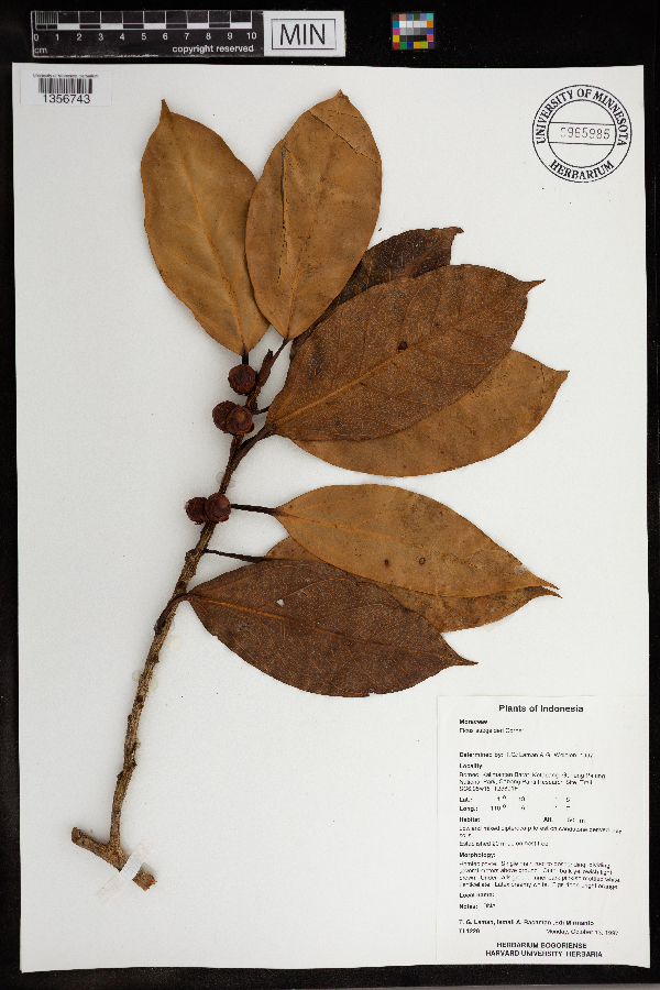 Ficus subgelderi image