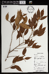 Ficus binnendijkii image