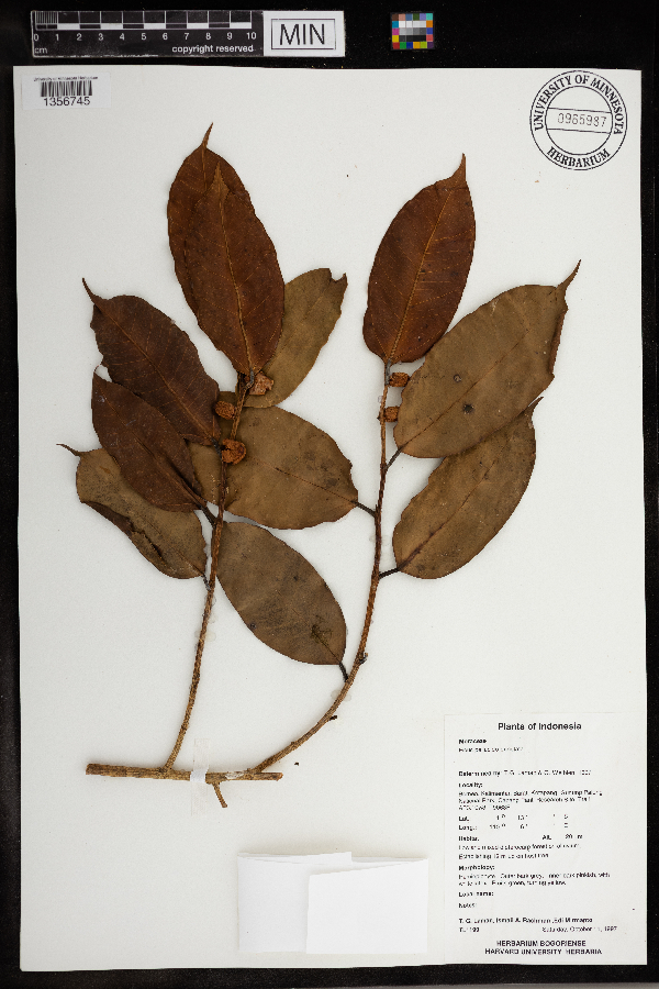 Ficus pellucido-punctata image