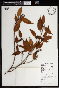 Ficus binnendijkii image
