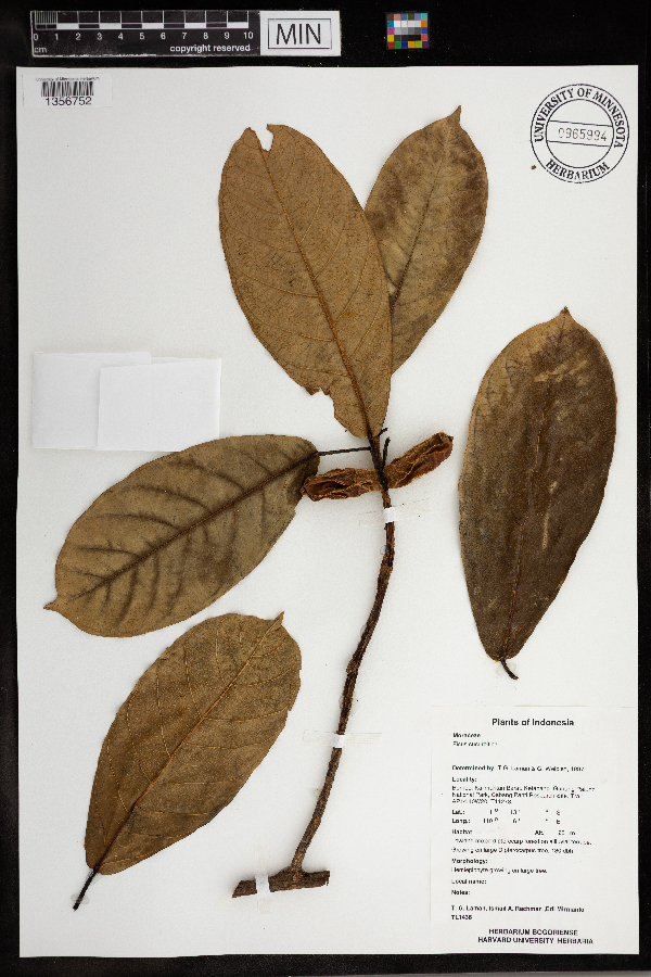 Ficus cucurbitina image
