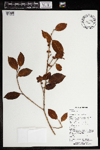 Ficus binnendijkii image