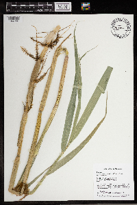 Phragmites australis subsp. australis image