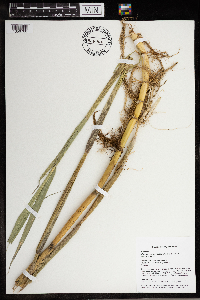 Phragmites australis subsp. australis image
