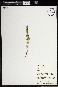 Monolepis nuttalliana image