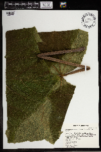 Paulownia tomentosa image