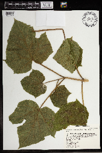 Paulownia tomentosa image