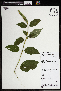 Agastache nepetoides image