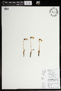 Aphyllon uniflorum image