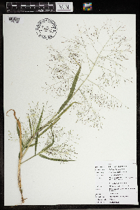 Panicum capillare image