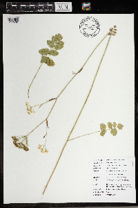 Pimpinella saxifraga image