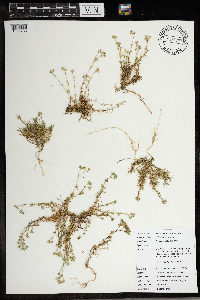 Scleranthus perennis image