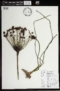 Butomus umbellatus image