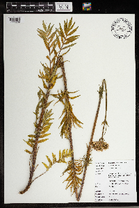 Valeriana officinalis image